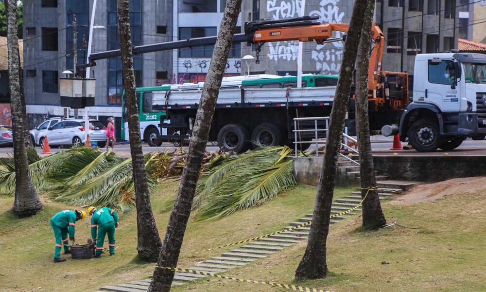 limpeza dos coqueiros na orla marítima de Salvador