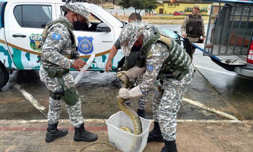 Guarda Civil resgata animais silvestres na praia de jaguaribe