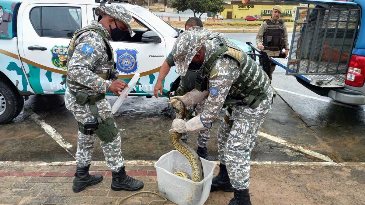 Guarda Civil resgata animais silvestres na praia de jaguaribe