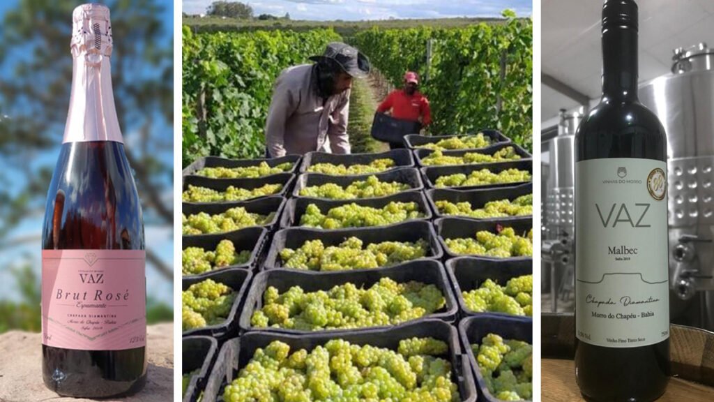 A vinícola baiana Vaz, localizada em Morro do Chapéu, na Chapada Diamantina, ganhou a 9ª edição da Grande Prova Vinhos do Brasil (GPVB) e a 4ª edição da Grande Prova Sucos de Uva do Brasil