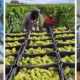 A vinícola baiana Vaz, localizada em Morro do Chapéu, na Chapada Diamantina, ganhou a 9ª edição da Grande Prova Vinhos do Brasil (GPVB) e a 4ª edição da Grande Prova Sucos de Uva do Brasil