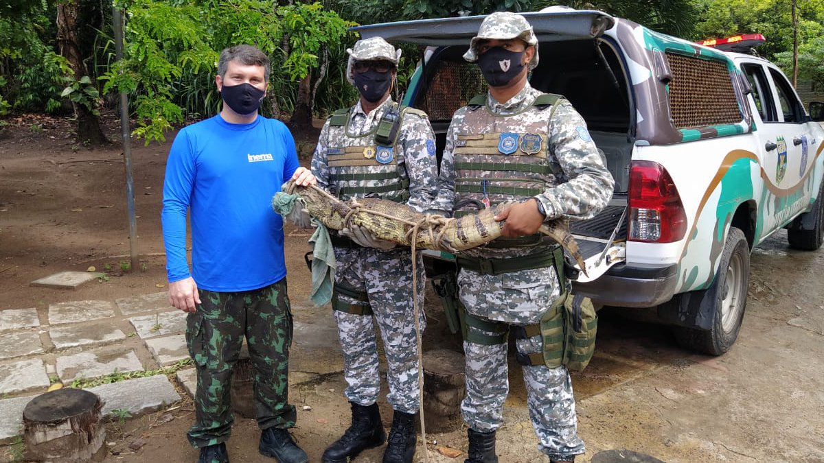 Os agentes do Grupamento Especial de Proteção Ambiental (Gepa), da Guarda Civil Municipal (GCM), realizaram o resgate de um jacaré fêmea,