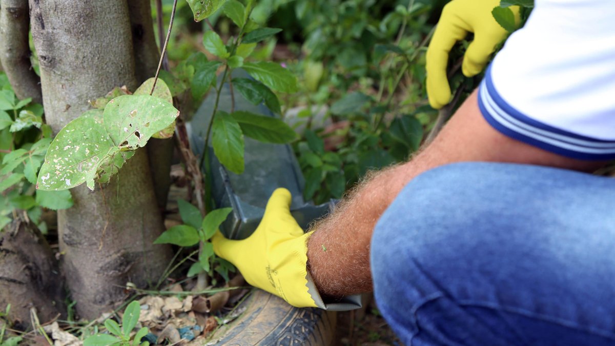 O Centro de Controle de Zoonoses (CCZ) vai implantar, nesta quarta-feira (24), 560 armadilhas contra o Aedes aegypti em residências de Salvador.