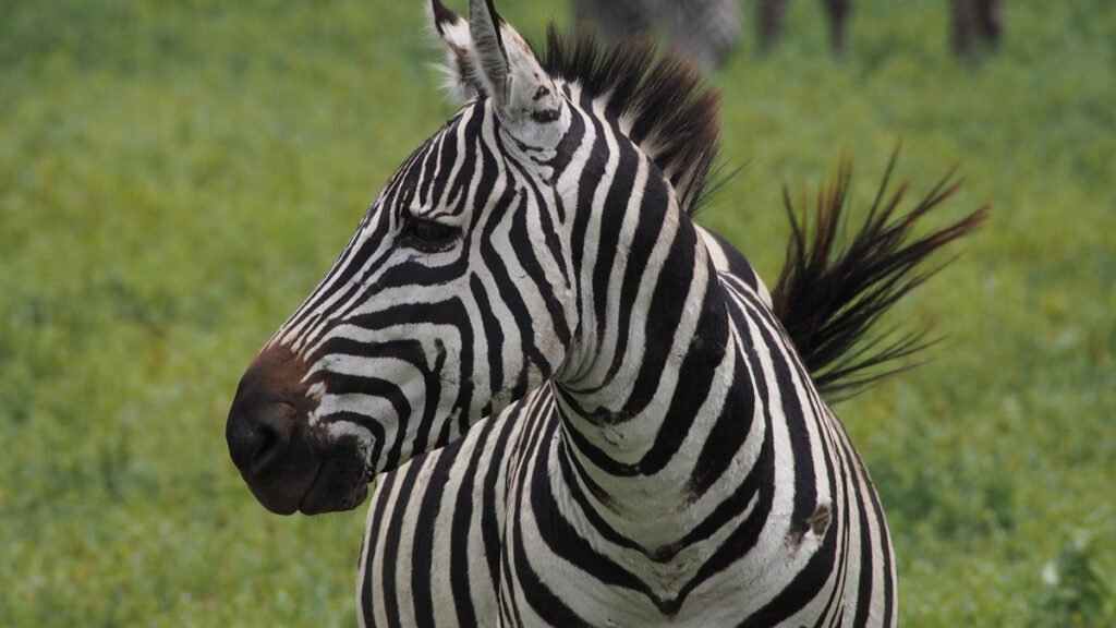 Um dos grandes atrativos do jogo de futebol é a zebra, animal que simboliza a possibilidade do pequeno ganhar do grande. Com a criação da Superliga por