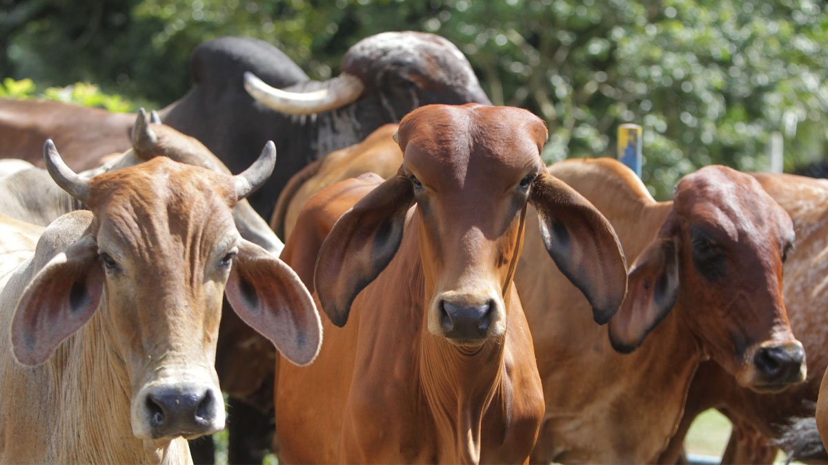 A Bahia já iniciou a campanha de vacinação contra a febre aftosa e os animais, de todas as idades, devem ser vacinados até dia 31 de maio.