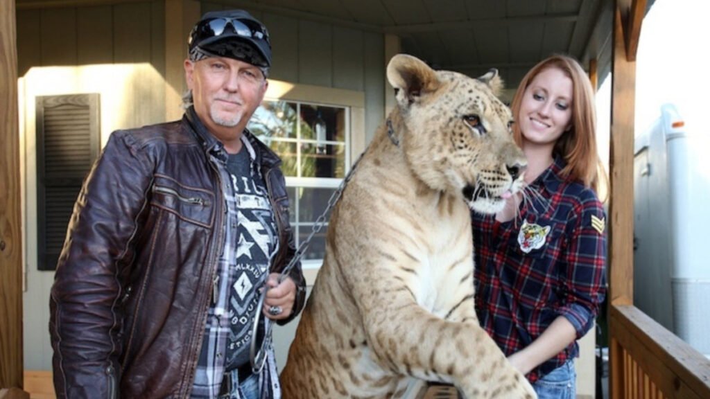 tigres, leões e ligres, e um jaguar de propriedade de Jeffrey e Lauren Lowe no Tiger King Park em Thackerville, Okla