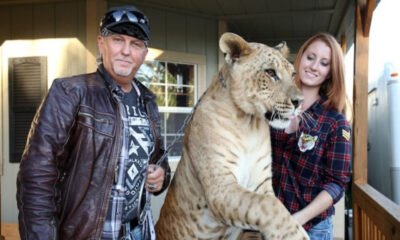 tigres, leões e ligres, e um jaguar de propriedade de Jeffrey e Lauren Lowe no Tiger King Park em Thackerville, Okla