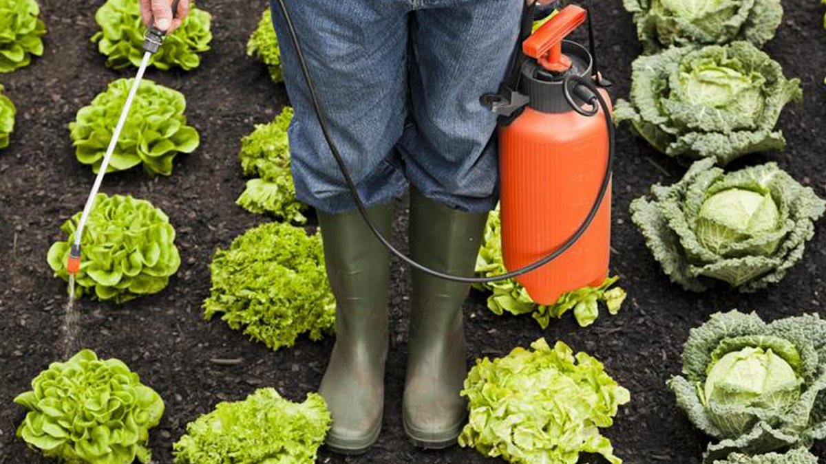 ribunal Federal (STF) derrubou trechos de um decreto de 2021 que regulamentou a lei que trata de produção, pesquisa e registro de agrotóxicos