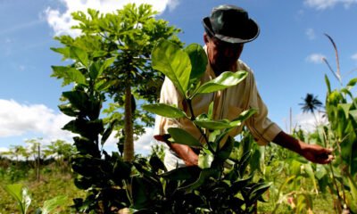 decisões judiciais, a exigência como requisito obrigatório à caracterização da qualidade de segurado especial, a comercialização da produção