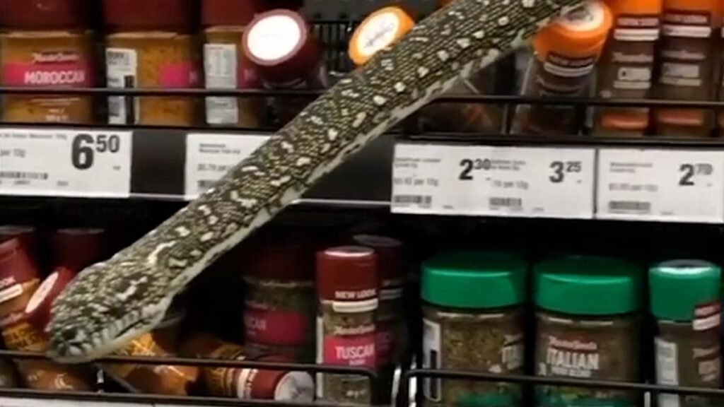 Os clientes levaram um grande susto ao se depararem com uma cobra píton de 3 metros se esgueirando entre os produtos, na seção de especiarias.
