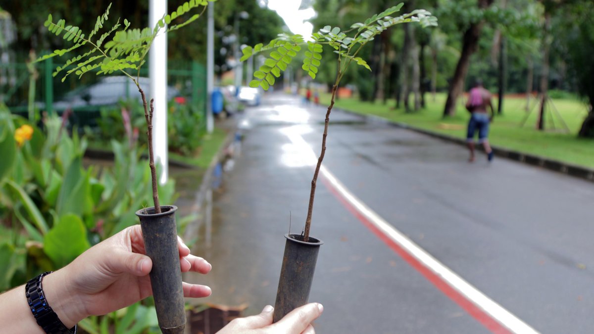 Nesta terça-feira (21) é comemorado o Dia da Árvore. A Prefeitura, por meio da Secretaria de Sustentabilidade e Resiliência (Secis), órgão responsável