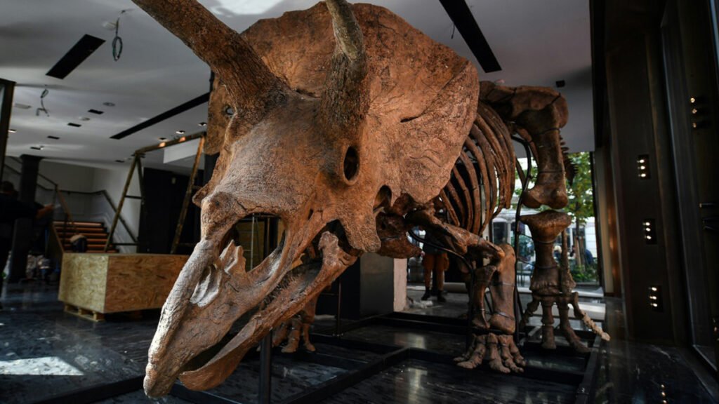 Os restos fossilizados de Big John, o maior tricerátops já descoberto por paleontólogos, serão vendidos por uma casa de leilões de Paris