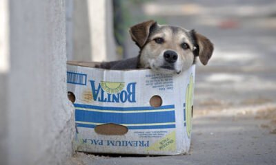 Os verdadeiros moradores da rua são os cachorros. E os de lá têm os olhos tristonhos. Feito cachorro antigo. Parecem ter alma. Sempre os