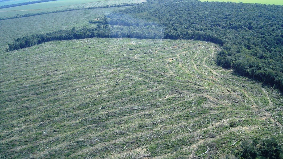 Os defensores da floresta amazônica estão pedindo aos delegados da Cop-26 que não confiem nas promessas de “greenwashing” do governo de Jair
