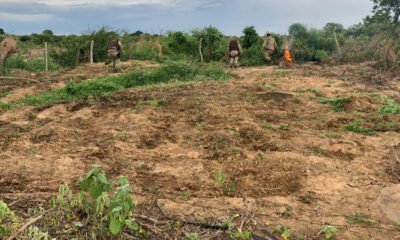 A 45ª Companhia Independente da Polícia Militar (CIPM) erradicou mais de 18 mil pés de maconha, dentro da operação “Terra Limpa Norte”,