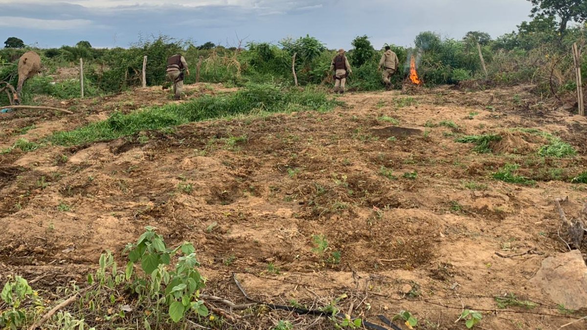 A 45ª Companhia Independente da Polícia Militar (CIPM) erradicou mais de 18 mil pés de maconha, dentro da operação “Terra Limpa Norte”,