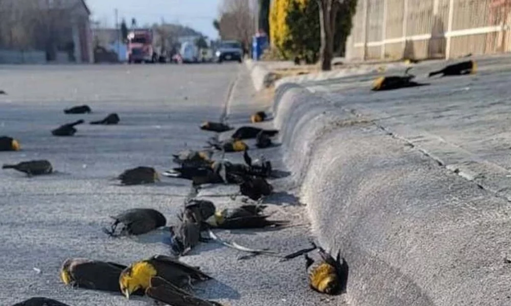 Um vídeo, que viralizou na internet, mostra o exato momento que centenas de pássaros caem ao mesmo tempo sobre residências e uma rua em Cauhtémoc, na região Norte da Cidade do México.