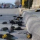 Um vídeo, que viralizou na internet, mostra o exato momento que centenas de pássaros caem ao mesmo tempo sobre residências e uma rua em Cauhtémoc, na região Norte da Cidade do México.