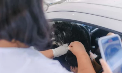 De forma pioneira em Salvador, a Prefeitura iniciará a estratégia de imunização gratuita de cães da cidade com a vacina V10. Nesse primeiro momento, serão beneficiados os animais que estão acolhidos em Organizações Não Governamentais (ONGs) voltadas ao cuidado dos pets na capital baiana. A ação começa nesta sexta-feira (25), às 9h, na Instituição Doce Lar, localizada no bairro de Cassange (na estrada CIA/Aeroporto).