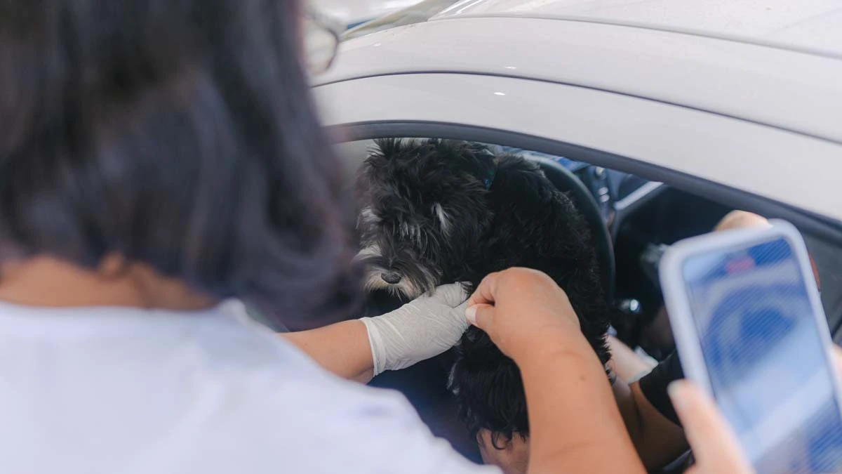 De forma pioneira em Salvador, a Prefeitura iniciará a estratégia de imunização gratuita de cães da cidade com a vacina V10. Nesse primeiro momento, serão beneficiados os animais que estão acolhidos em Organizações Não Governamentais (ONGs) voltadas ao cuidado dos pets na capital baiana. A ação começa nesta sexta-feira (25), às 9h, na Instituição Doce Lar, localizada no bairro de Cassange (na estrada CIA/Aeroporto).