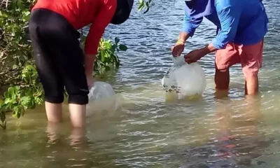 Os mangues do distrito de Acupe, em Santo Amaro da Purificação, terão mais vida a partir desta quinta-feira (17). A Bahia Pesca, empresa