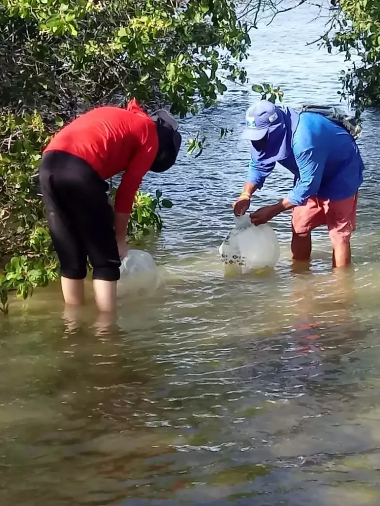 Os mangues do distrito de Acupe, em Santo Amaro da Purificação, terão mais vida a partir desta quinta-feira (17). A Bahia Pesca, empresa