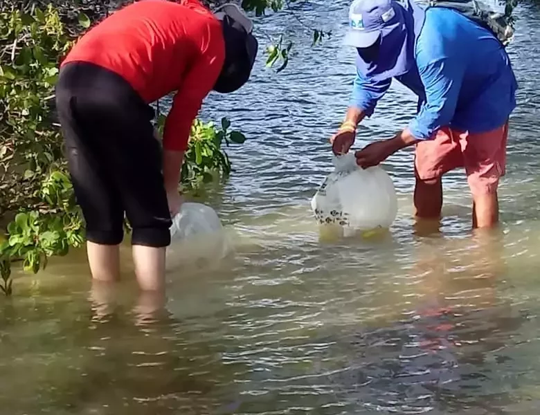 Os mangues do distrito de Acupe, em Santo Amaro da Purificação, terão mais vida a partir desta quinta-feira (17). A Bahia Pesca, empresa