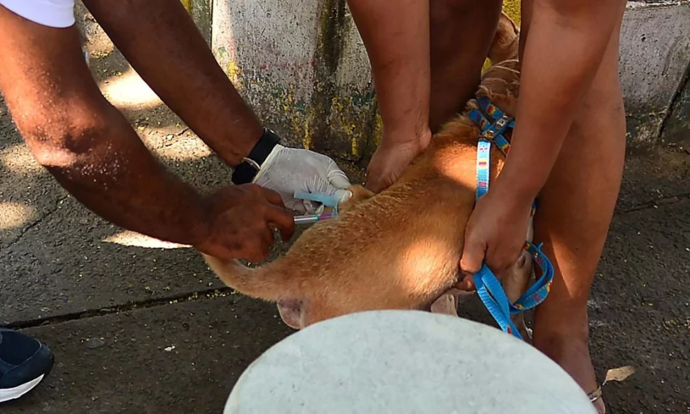 Acontece neste sábado (5), o Dia D Municipal da vacinação antirrábica para cães e gatos. Os tutores de animais de estimação poderão levar os pets para imunização em seis postos fixos distribuídos em pontos estratégicos da capital baiana.