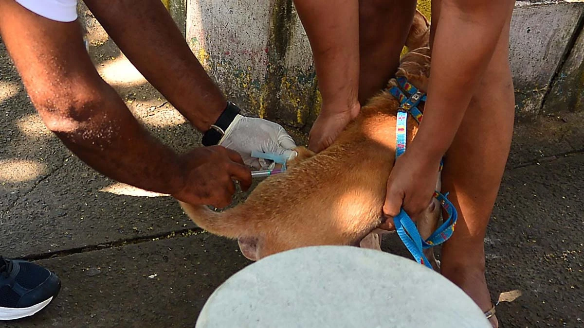 Acontece neste sábado (5), o Dia D Municipal da vacinação antirrábica para cães e gatos. Os tutores de animais de estimação poderão levar os pets para imunização em seis postos fixos distribuídos em pontos estratégicos da capital baiana.
