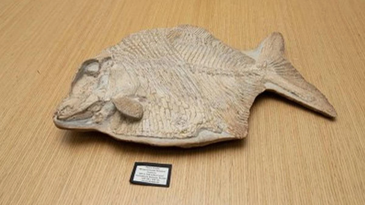 Um fóssil de um peixe que nadou em águas brasileiras há mais de 100 milhões de anos foi repatriado após denúncia do Ministério Público Federal (MPF). A peça, que havia sido colocada à venda por 3 mil euros no site de uma casa de leilões italiana, chegou na quarta-feira (16) ao país.