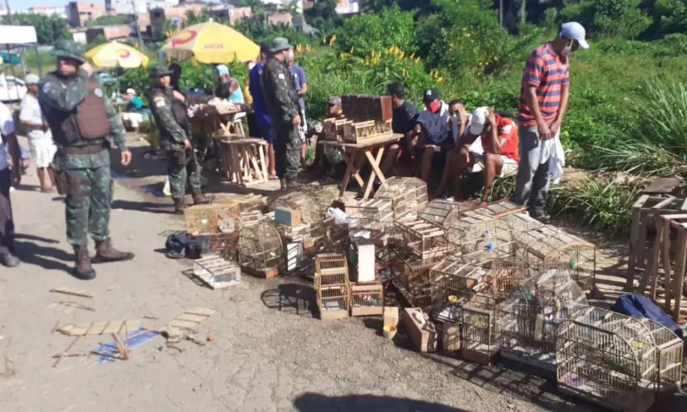 Uma operação da Companhia Independente de Polícia de Proteção Ambiental (Coppa) resgatou no sábado (9), cerca de 120 aves silvestres