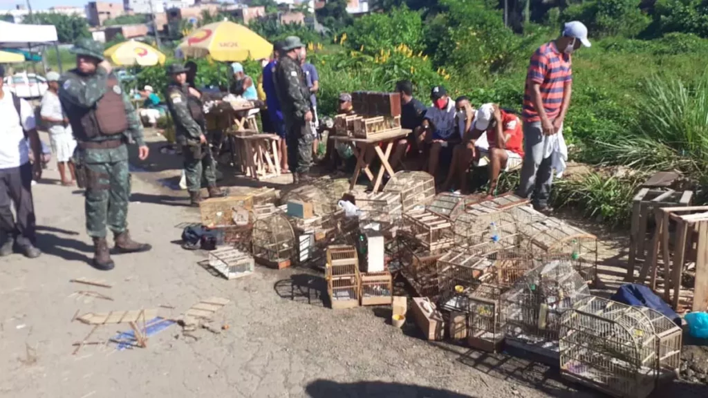 Uma operação da Companhia Independente de Polícia de Proteção Ambiental (Coppa) resgatou no sábado (9), cerca de 120 aves silvestres