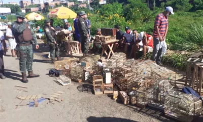 Uma operação da Companhia Independente de Polícia de Proteção Ambiental (Coppa) resgatou no sábado (9), cerca de 120 aves silvestres