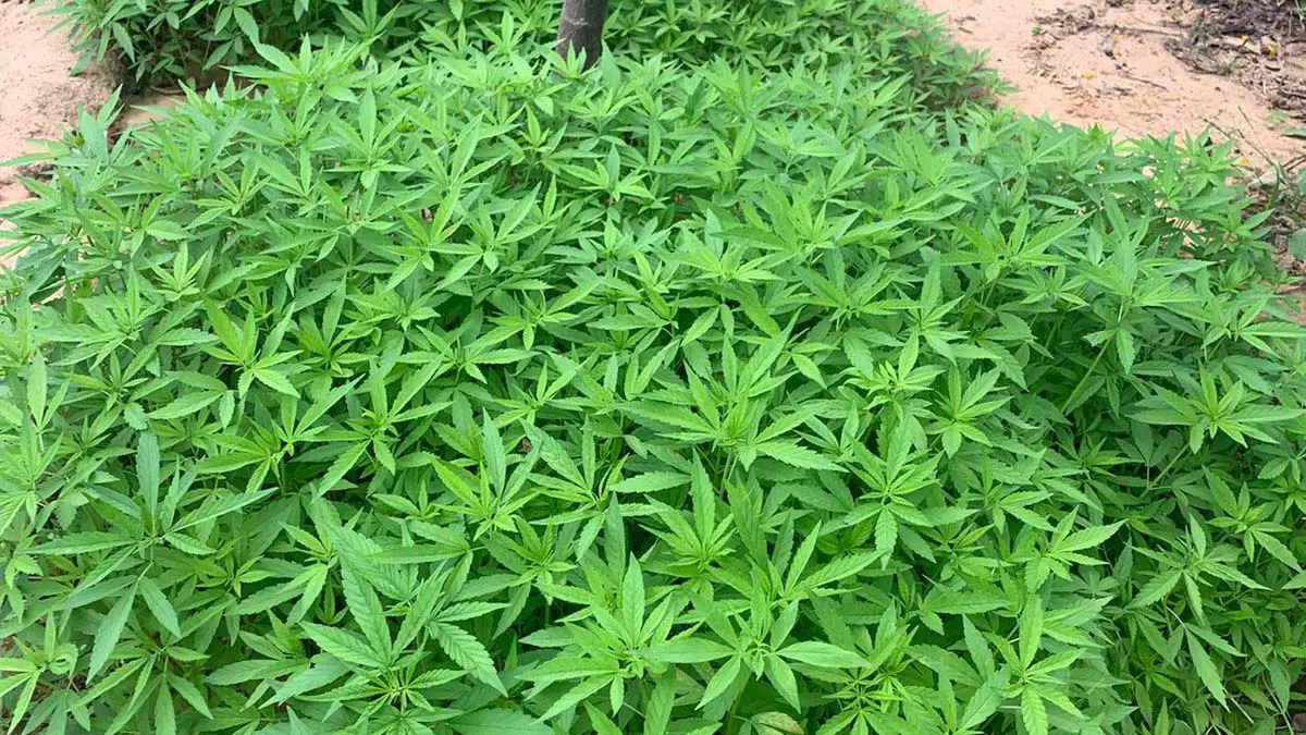 Pouco mais de 14 mil pés de maconha foram erradicados, nesta quarta-feira (1), na “Operação Terra Limpa”, a segunda realizada este ano pelo Co