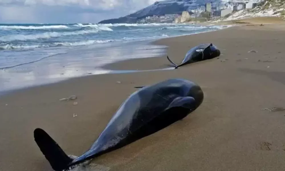Um recente aumento nas mortes de golfinhos no Mar Negro pode ter sido causado pela guerra na Ucrânia, disseram cientistas.