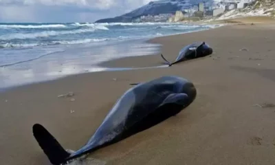 Um recente aumento nas mortes de golfinhos no Mar Negro pode ter sido causado pela guerra na Ucrânia, disseram cientistas.