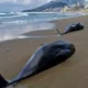 Um recente aumento nas mortes de golfinhos no Mar Negro pode ter sido causado pela guerra na Ucrânia, disseram cientistas.