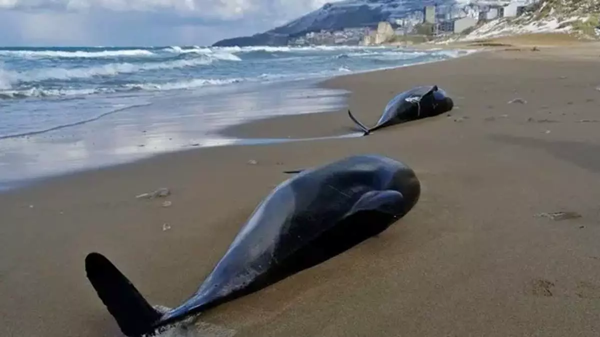 Um recente aumento nas mortes de golfinhos no Mar Negro pode ter sido causado pela guerra na Ucrânia, disseram cientistas.