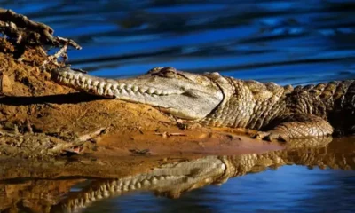 Um homem foi levado de helicóptero para o hospital depois de se livrar de um crocodilo que se agarrou ao seu braço em uma cachoeira