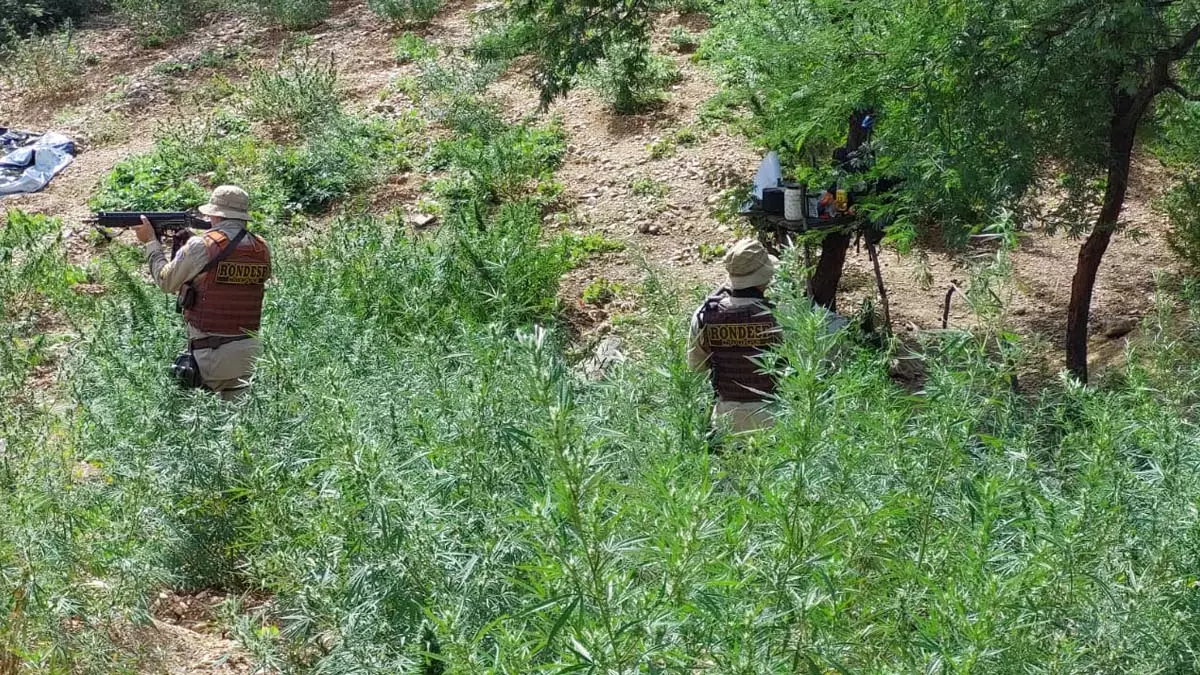 Uma roça com 15 mil pés de maconha e 11 quilos da droga prontos para comercialização foram descobertos por equipes da Rondesp