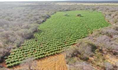 na Operação Terra Limpa, erradicaram cerca de 90 mil pés de maconha na zona rural do município de Sento Sé no último fim de semana.