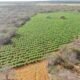 na Operação Terra Limpa, erradicaram cerca de 90 mil pés de maconha na zona rural do município de Sento Sé no último fim de semana.