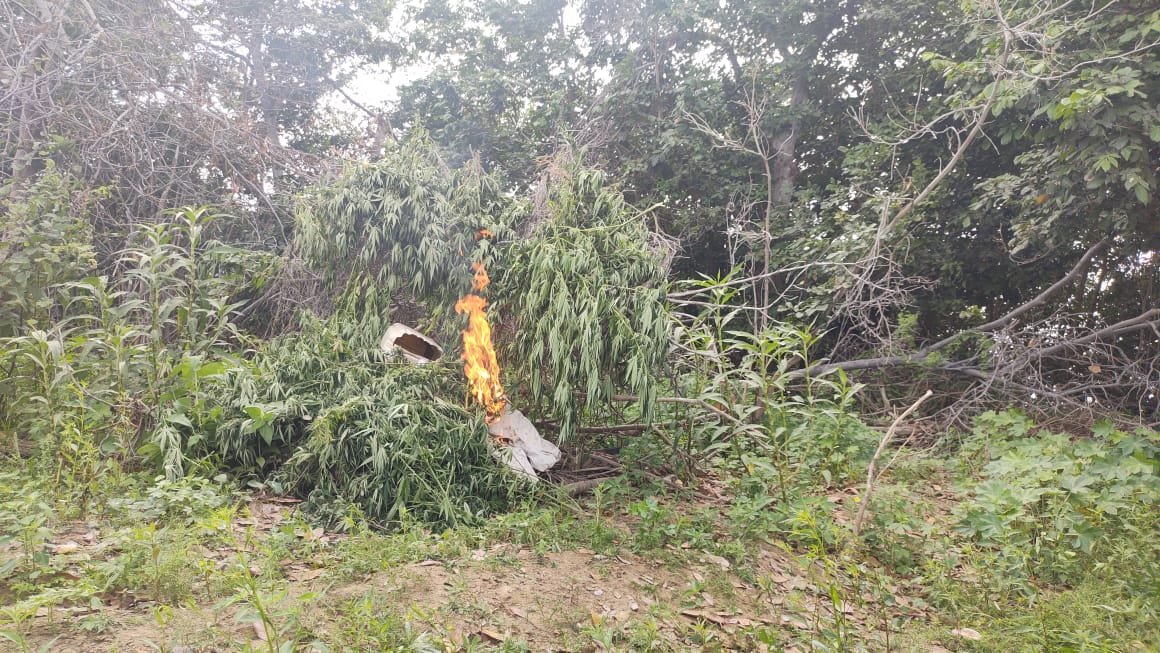 Operação Terra Limpa, encontraram e erradicaram 4.700 pés de maconha, em ponto de colheita, no município de Curaçá, ,