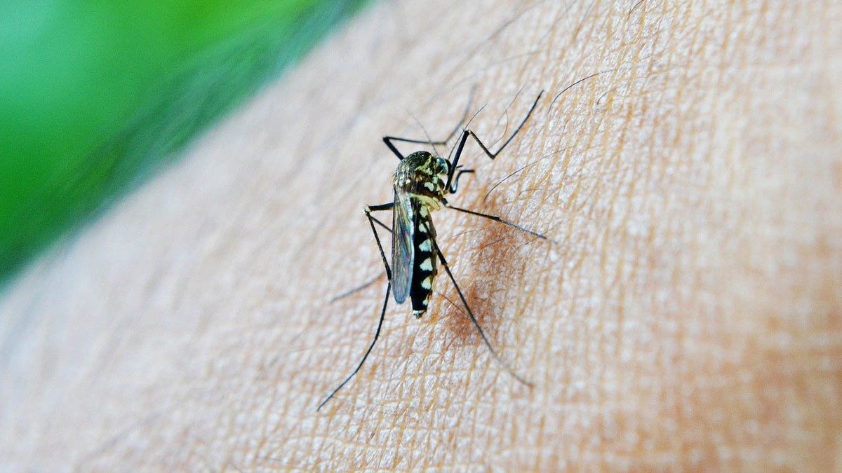 A Agência Brasileira de Vigilância Sanitária (Anvisa) aprovou na quinta-feira (02), o registro de uma nova vacina para a prevenção da dengue. A vacina Qdenga da empresa Takeda Pharma Ltda. é composta por quatro diferentes sorotipos do vírus causador da doença, conferindo assim uma ampla proteção contra esta enfermidade.