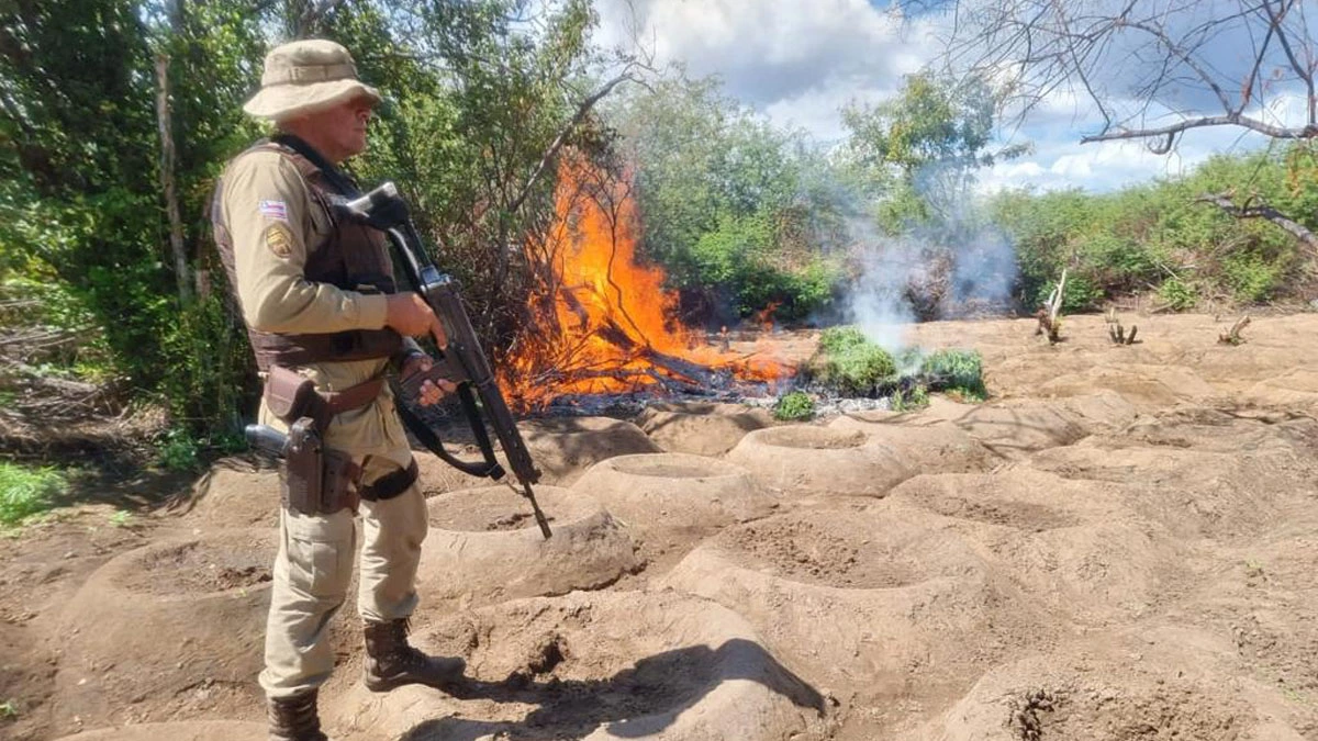 No primeiro semestre de 2022, cerca de 677.550 pés de maconha foram erradicados pela Polícia Militar, na região Norte da Bahia, durante Operação Terra Limpa, deflagrada pelo Comando de Policiamento da Região Norte (CPR-N). As últimas ocorrências foram no sábado (11) e domingo (12), na zona rural do município de Sento Sé, com destruição de 46.500 mil pés do entorpecente. 