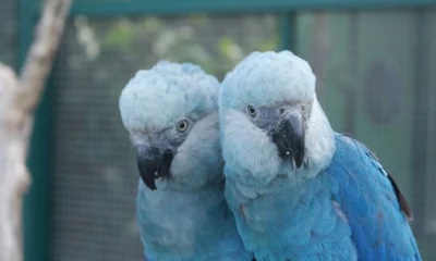 Oito ararinhas-azuis (Cyanopsitta spixii) serão soltas neste sábado (11) em uma área de preservação ambiental no interior da Bahia. A espécie é considerada extinta na natureza desde o ano 2000, quando desapareceu o último animal selvagem, que era acompanhado por pesquisadores.