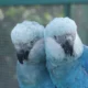 Oito ararinhas-azuis (Cyanopsitta spixii) serão soltas neste sábado (11) em uma área de preservação ambiental no interior da Bahia. A espécie é considerada extinta na natureza desde o ano 2000, quando desapareceu o último animal selvagem, que era acompanhado por pesquisadores.