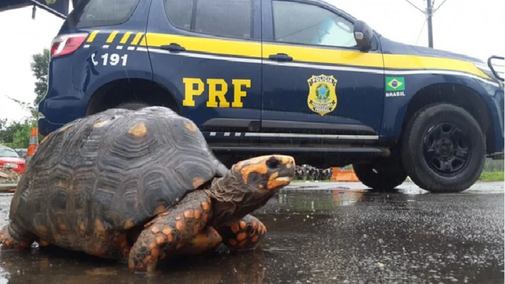 A Polícia Rodoviária Federal (PRF) apreendeu na manhã do último domingo  (21) cinco jabutis que eram transportados em situação de maus tratos no Km 482 da BR-116, na altura do município de Rafael Jambeiro. Antes do resgate, os animais estavam aprisionados em um espaço totalmente inadequado, dentro de um Fiat/Doblô.