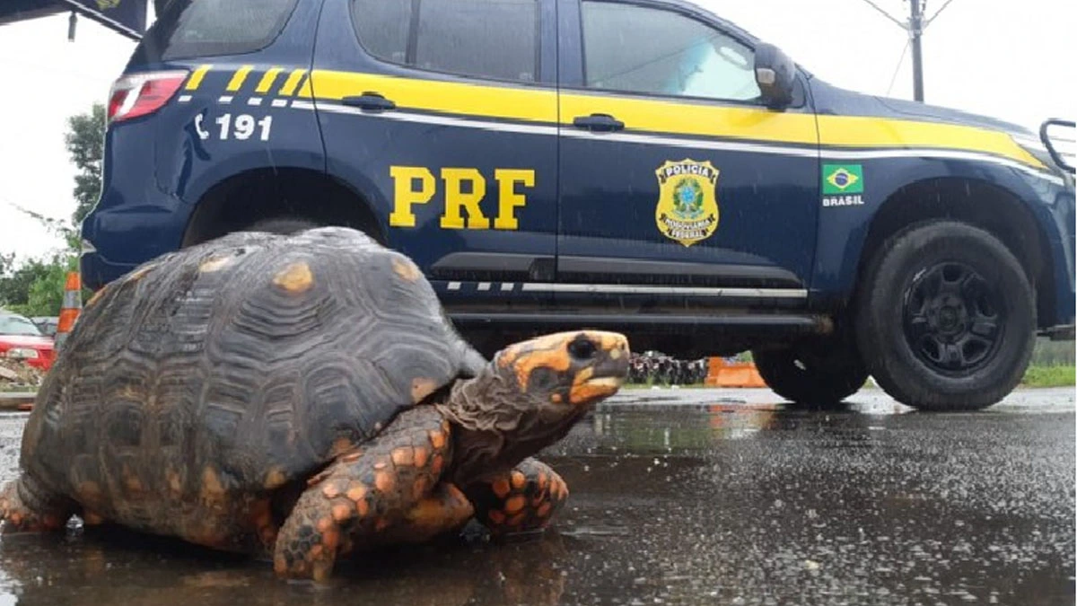 A Polícia Rodoviária Federal (PRF) apreendeu na manhã do último domingo  (21) cinco jabutis que eram transportados em situação de maus tratos no Km 482 da BR-116, na altura do município de Rafael Jambeiro. Antes do resgate, os animais estavam aprisionados em um espaço totalmente inadequado, dentro de um Fiat/Doblô.