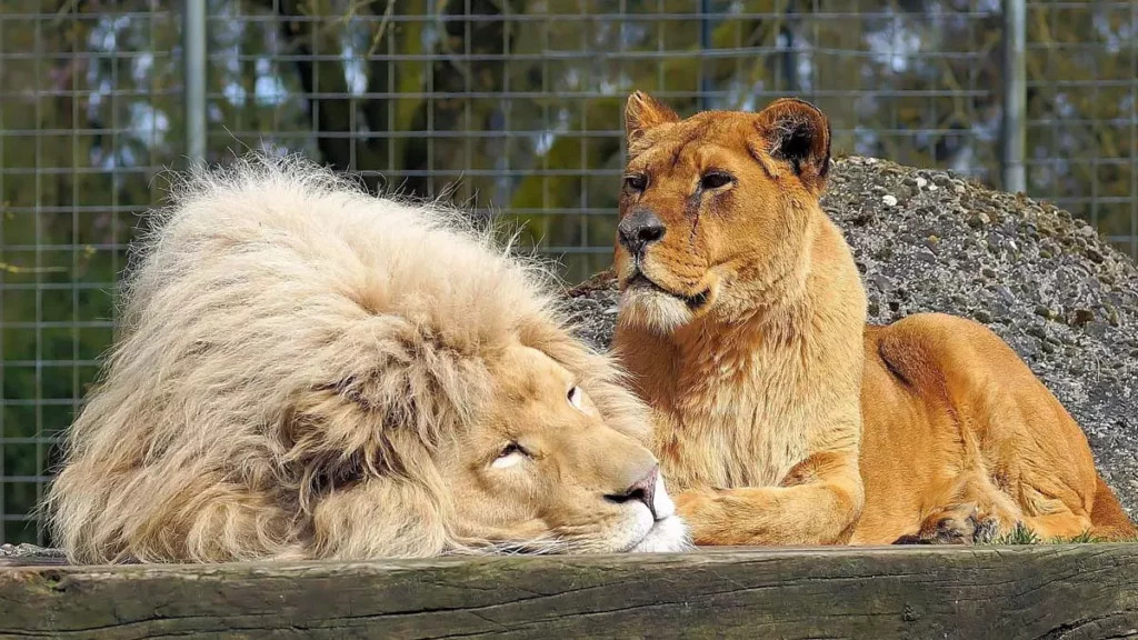 Um leão em um zoológico em Gana matou um homem que escalou uma cerca e caiu em seu recinto. O incidente aconteceu no zoológico